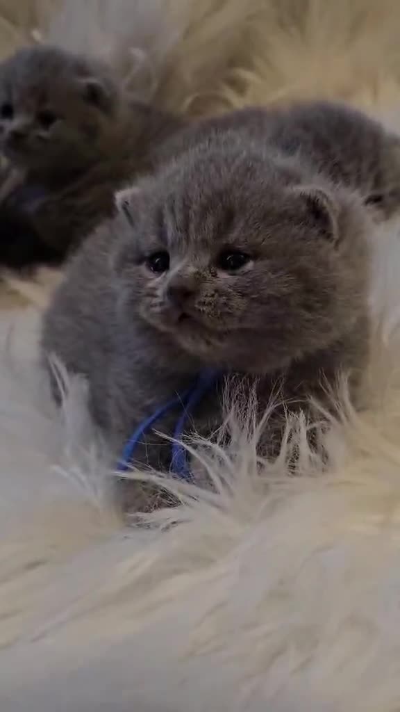 British Shorthair cats for sale: High-Quality BSH GCCF - Video 1