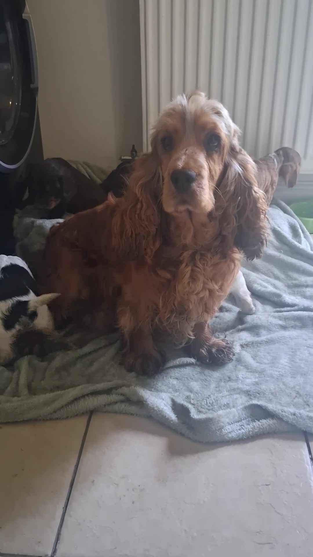 Cocker Spaniel dogs for sale: KC Reg Showtype Cocker Spaniel Puppy  - Video 1