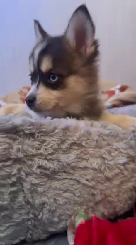 Pomsky dogs for sale: 3 Boys leftStunning Blue eyed F4 Pomsky pups - Video 1