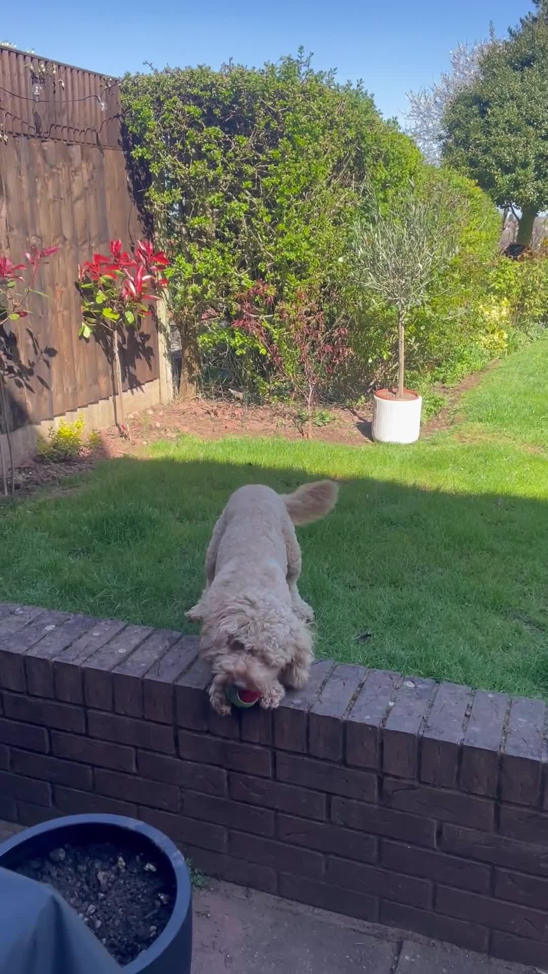 Cockapoo dogs for sale: TEDDY - Video 1