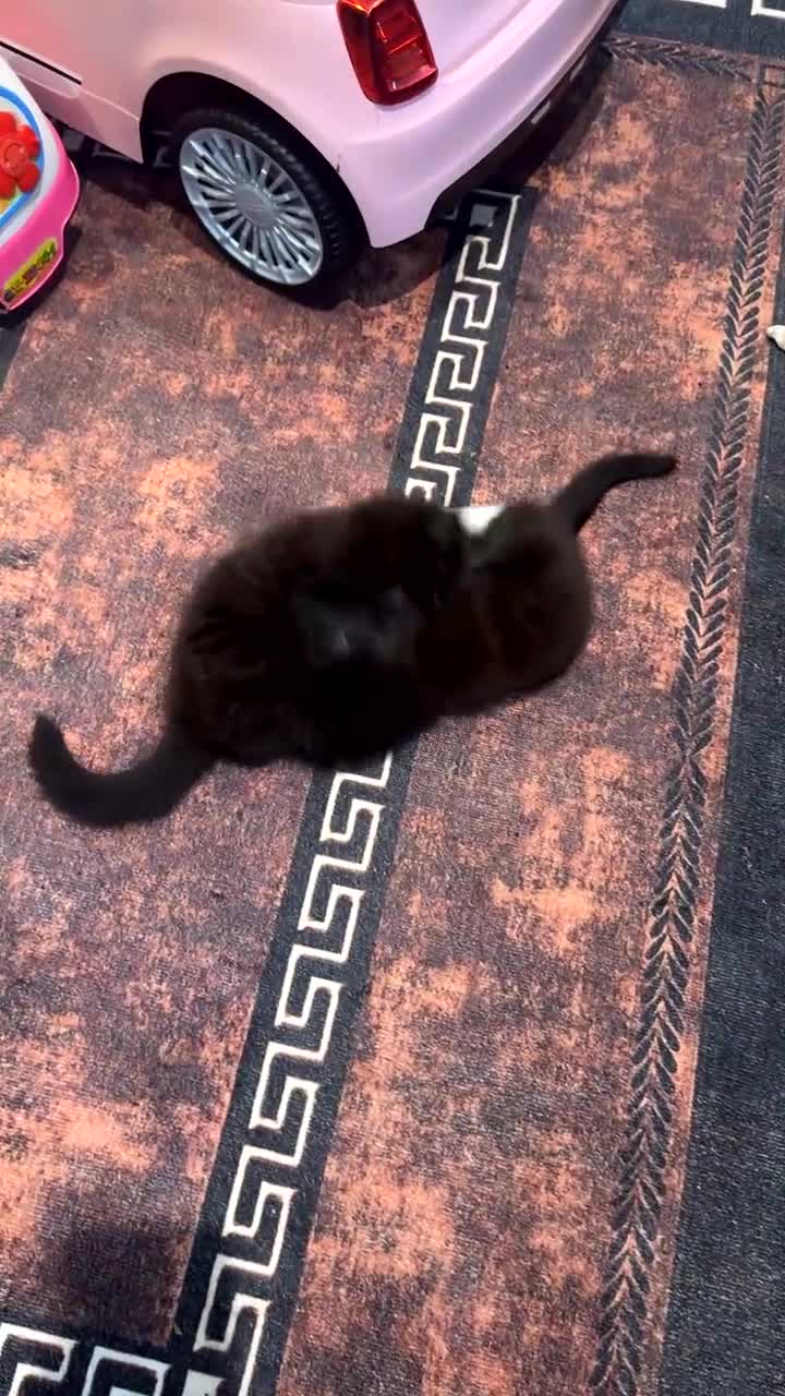 Mixed Breed cats for sale: 🐱2 beautiful male kittens 🐱  - Video 2