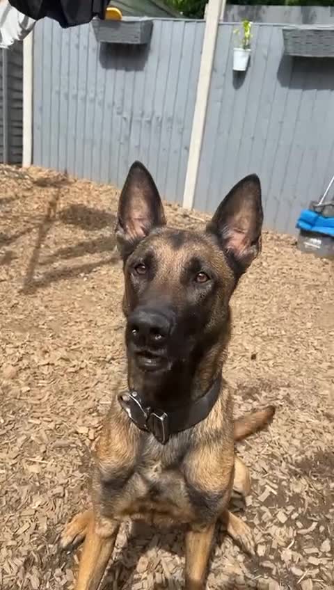 Belgian Shepherd Dog dogs for sale: Bandit looking for a loving home  - Video 1