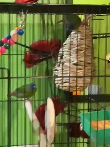 Finches birds for sale: Blue headed parrot finches - Video 1