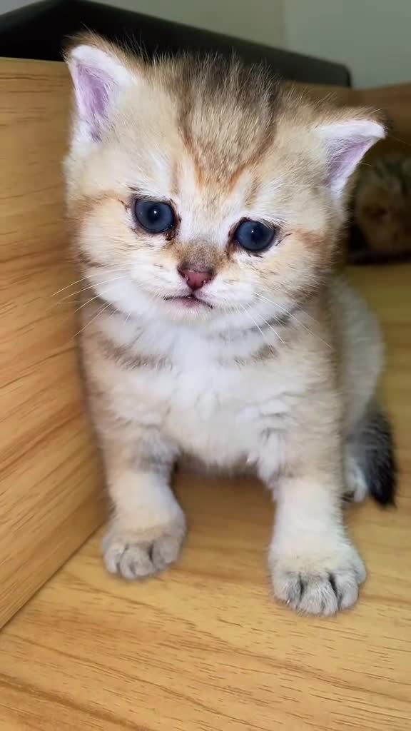 British Shorthair cats for sale: 🌟 Exceptional GCCF Register BSH Golden Kittens 🌟 - Video 2