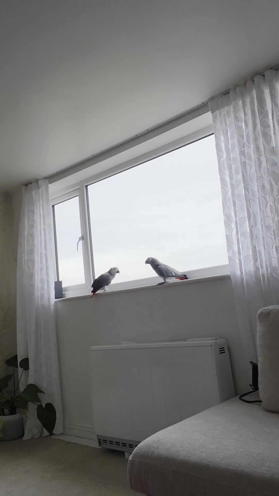 Parrots birds for sale: Afrecan greay Parrot very tame in Bridlington - Video 1