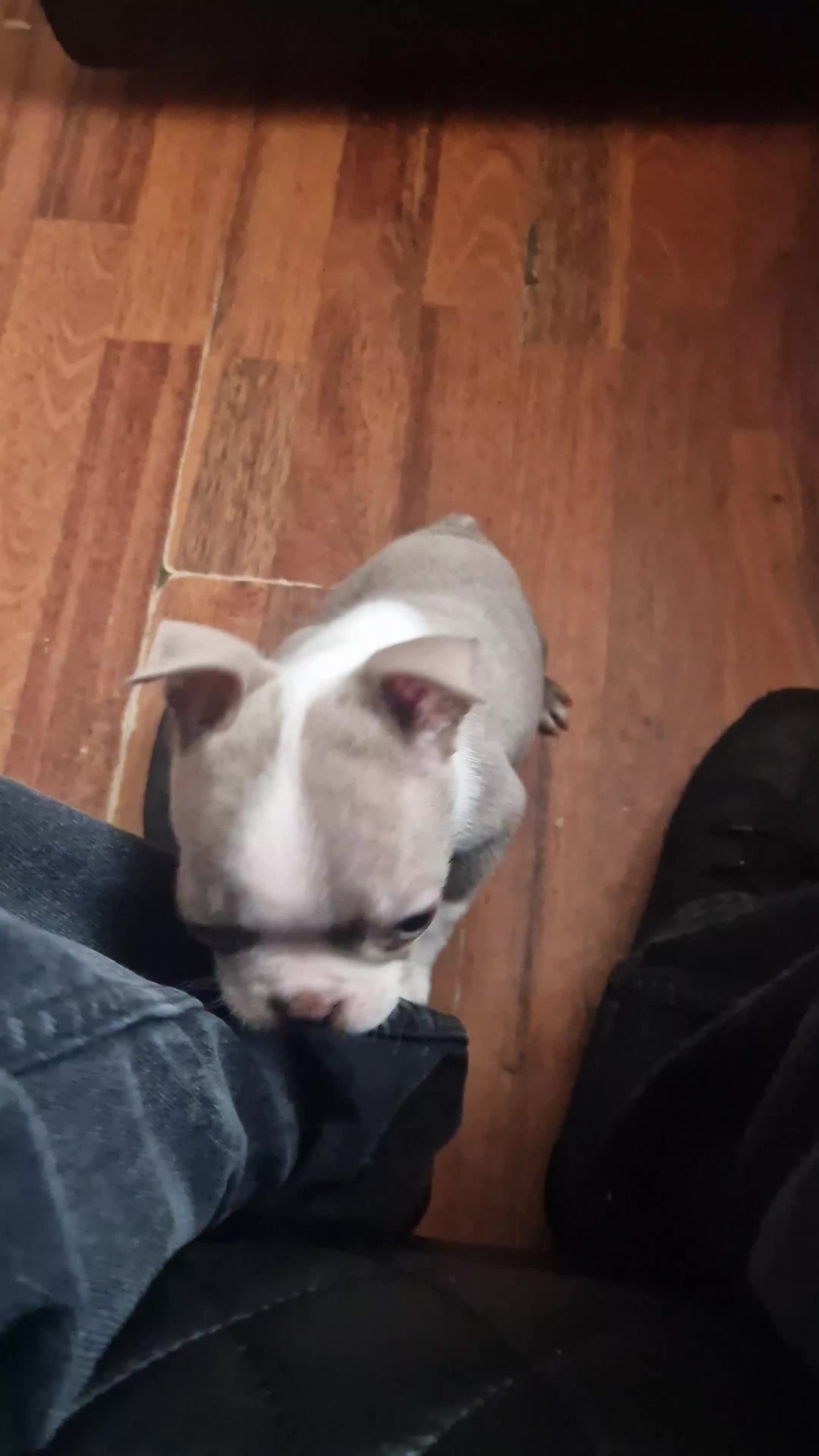 Boston Terrier dogs for sale: Stunning Champagne boston bitch for sale  - Video 1