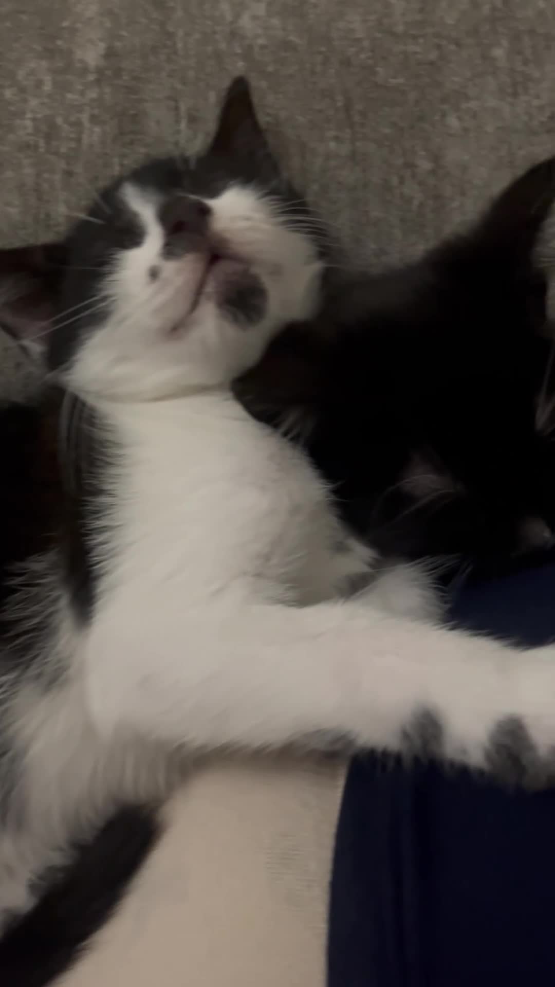 British Shorthair cats for sale: 3 boy kittens  - Video 1