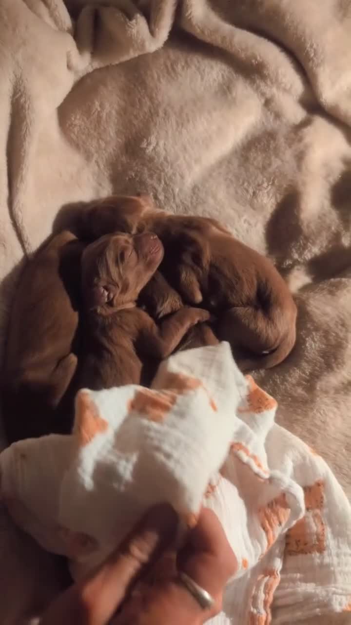 Irish Doodle dogs for sale: Irish doodle puppies - Video 1