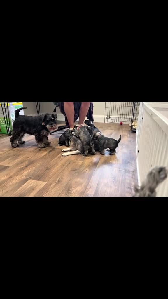 Miniature Schnauzer dogs for sale: 5th generation KC miniature schnauzer puppies  - Video 2