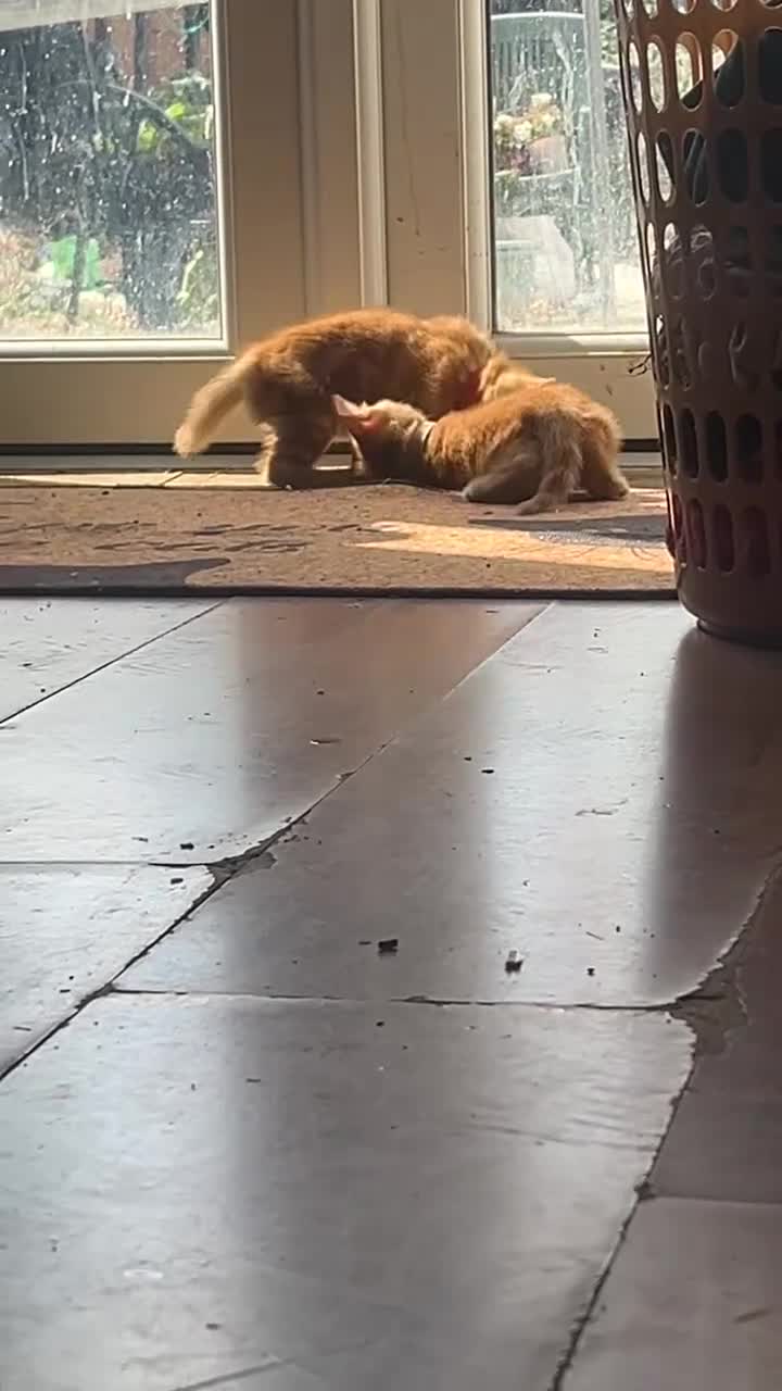 Mixed Breed cats for sale: 3 purrfect ginger girls looking 4 their forever  - Video 1