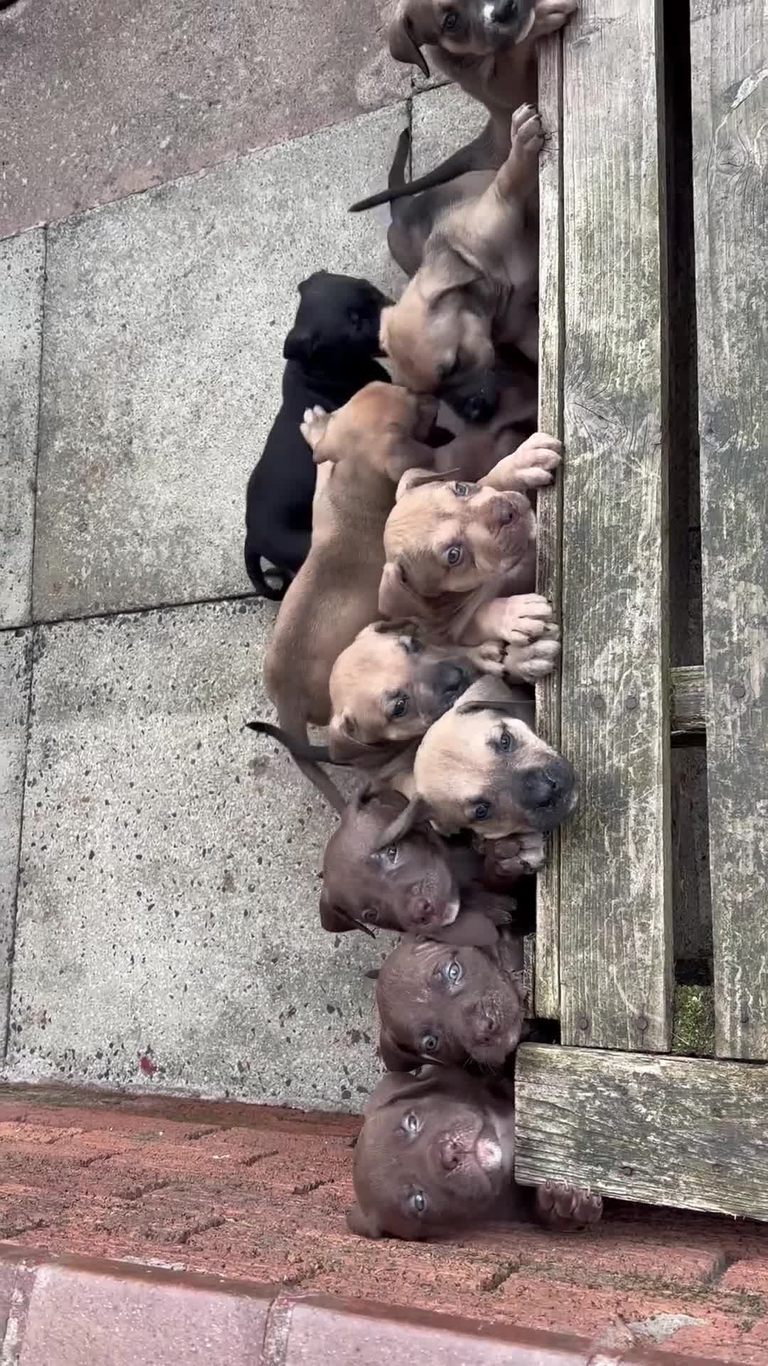 Mixed Breed dogs for sale: Bull presa pups  - Video 2