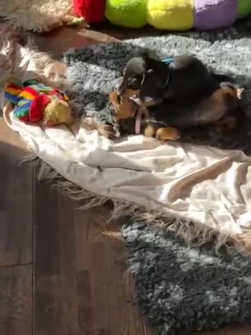Miniature Dachshund dogs for sale: KC REGISTERED MINIATURE DACHSHUND BLACK AND TAN - Video 2