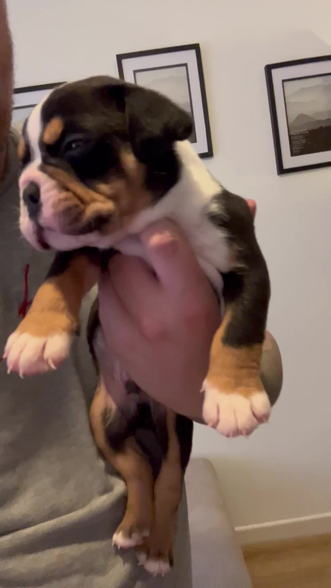 Olde English Bulldogge dogs for sale: Beautiful olde English bulldogs  - Video 1