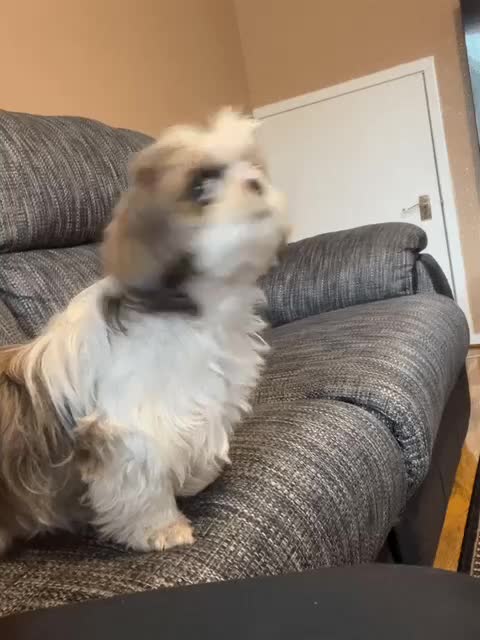 Shih Tzu dogs for sale: Beautiful Shihtzu New-Home in Newcastle upon Tyne - Video 1