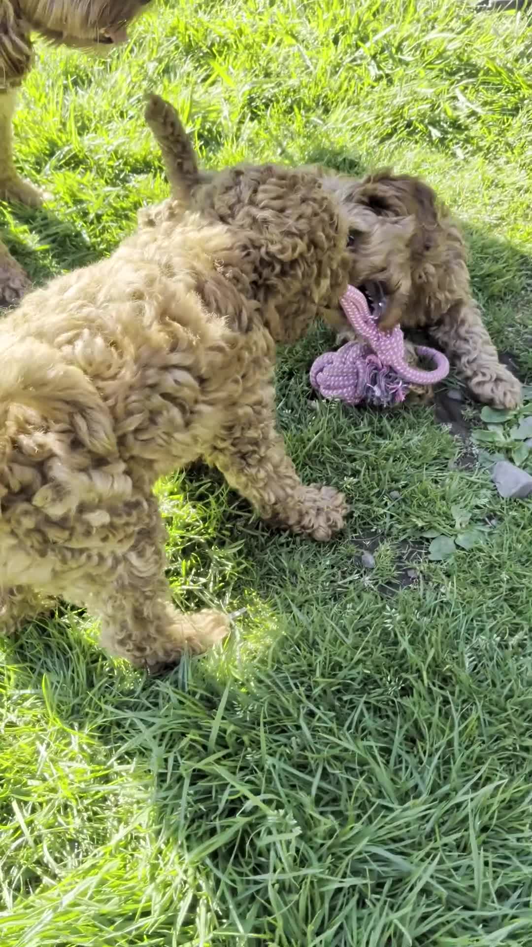 Cockapoo dogs for sale: *ONLY ONE BOY LEFT* Red Cockapoos - Video 1