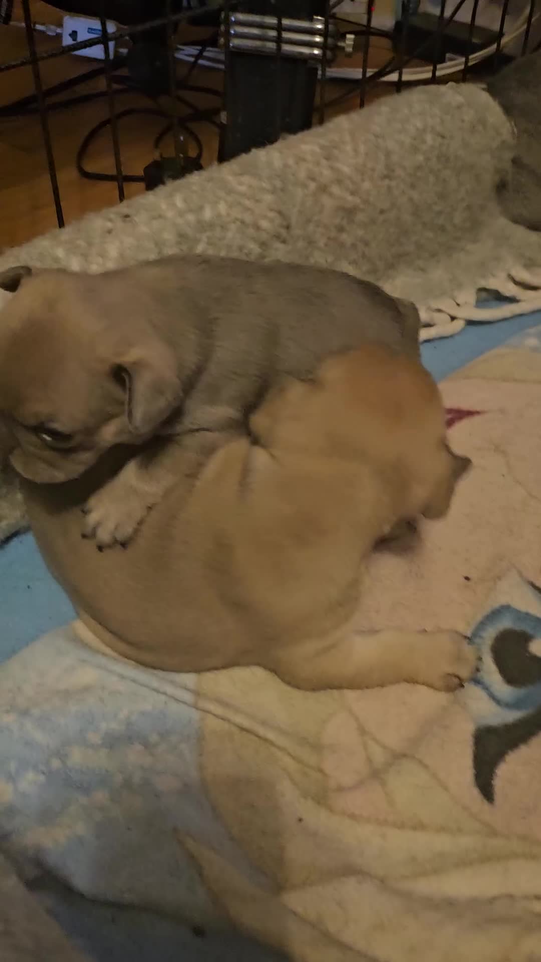 French Bulldog dogs for sale: ⚡️Exquisite 🌈 Pedigree French Bulldog Puppies ⚡️ - Video 2