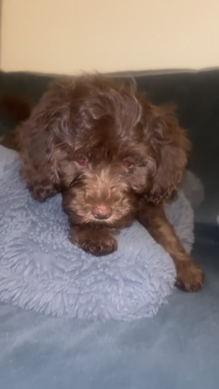 Cavapoo dogs for sale: Beautiful F1B Cavapoo Puppies- 3 GIRLS READY NOW - Video 2