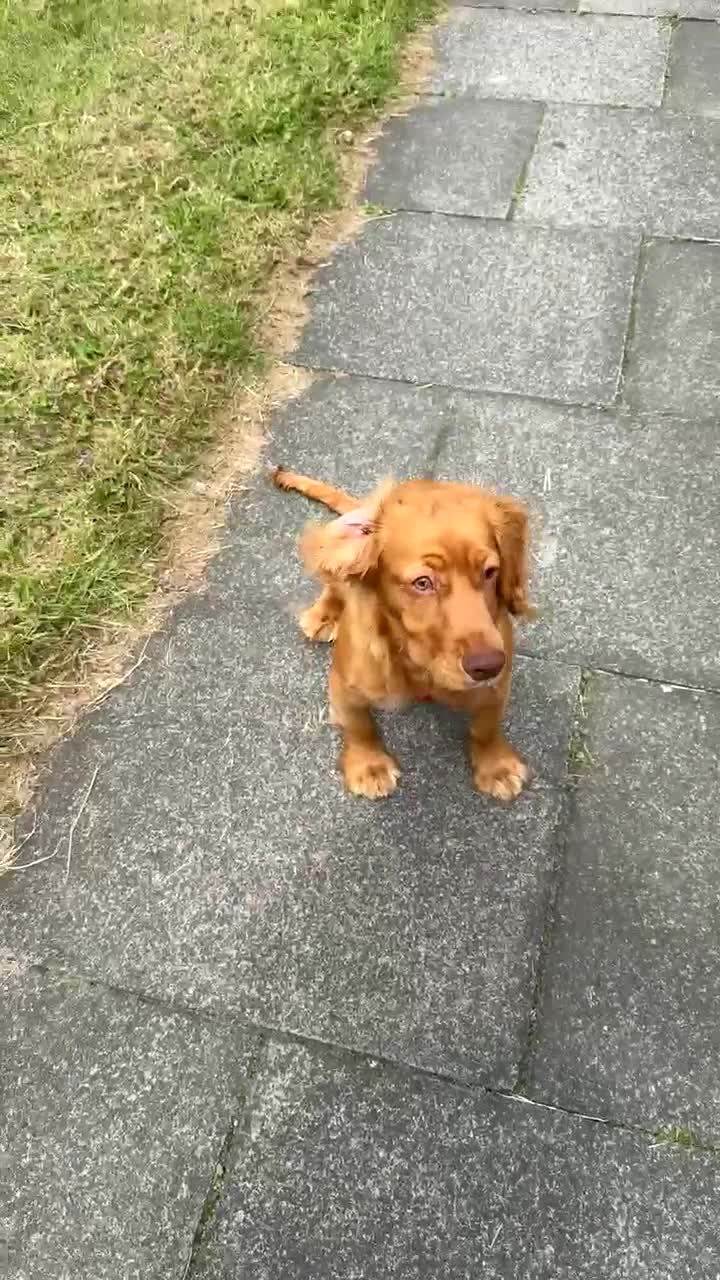 Cocker Spaniel dogs for sale: *FREE* - Video 3