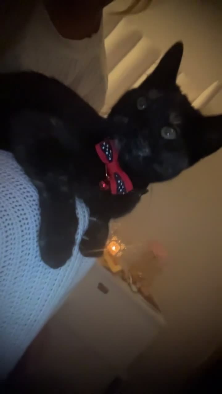 Mixed Breed cats for sale: Mixed breed kitten - Video 3