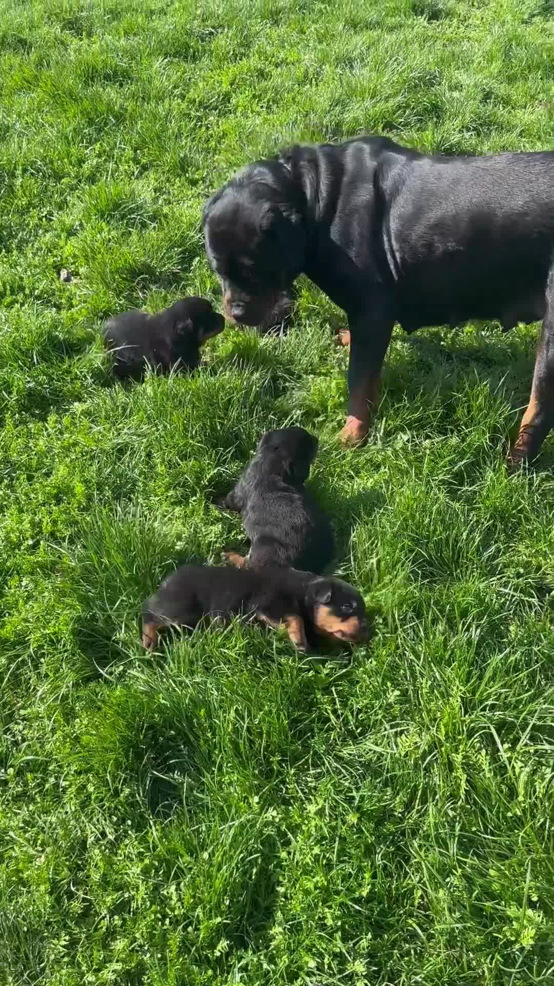 Rottweiler dogs for sale: KC registered rottweiler puppies - Video 1