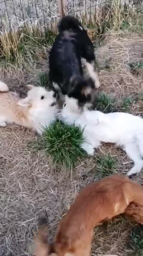 Mixed Breed dogs for adoption: ❤️MALIBU❤️: A LITTLE WHITE QUEEN WITH A BIG HEART - Video 3