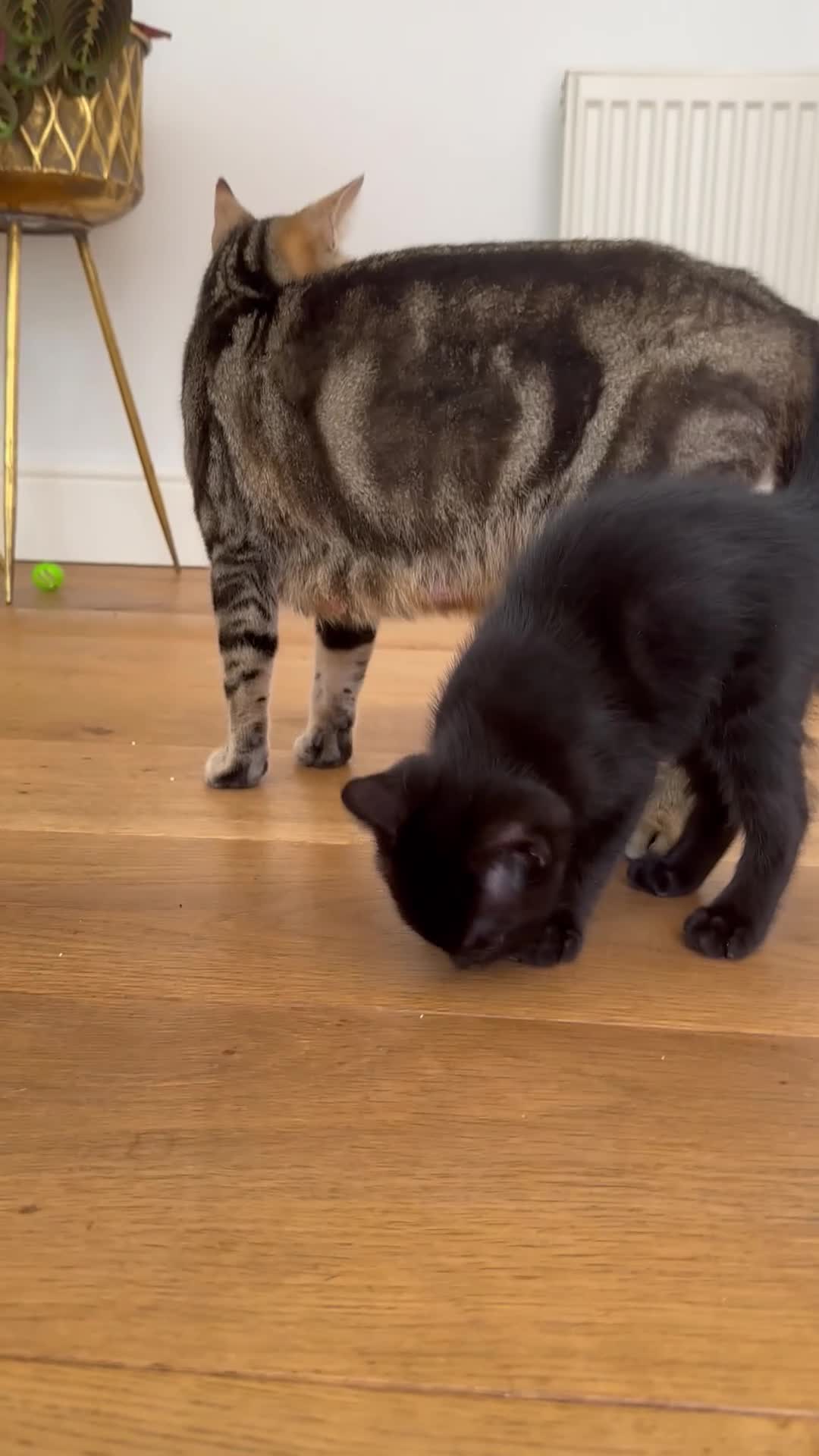 Mixed Breed cats for sale: Male kittens  in Swansea - Video 1