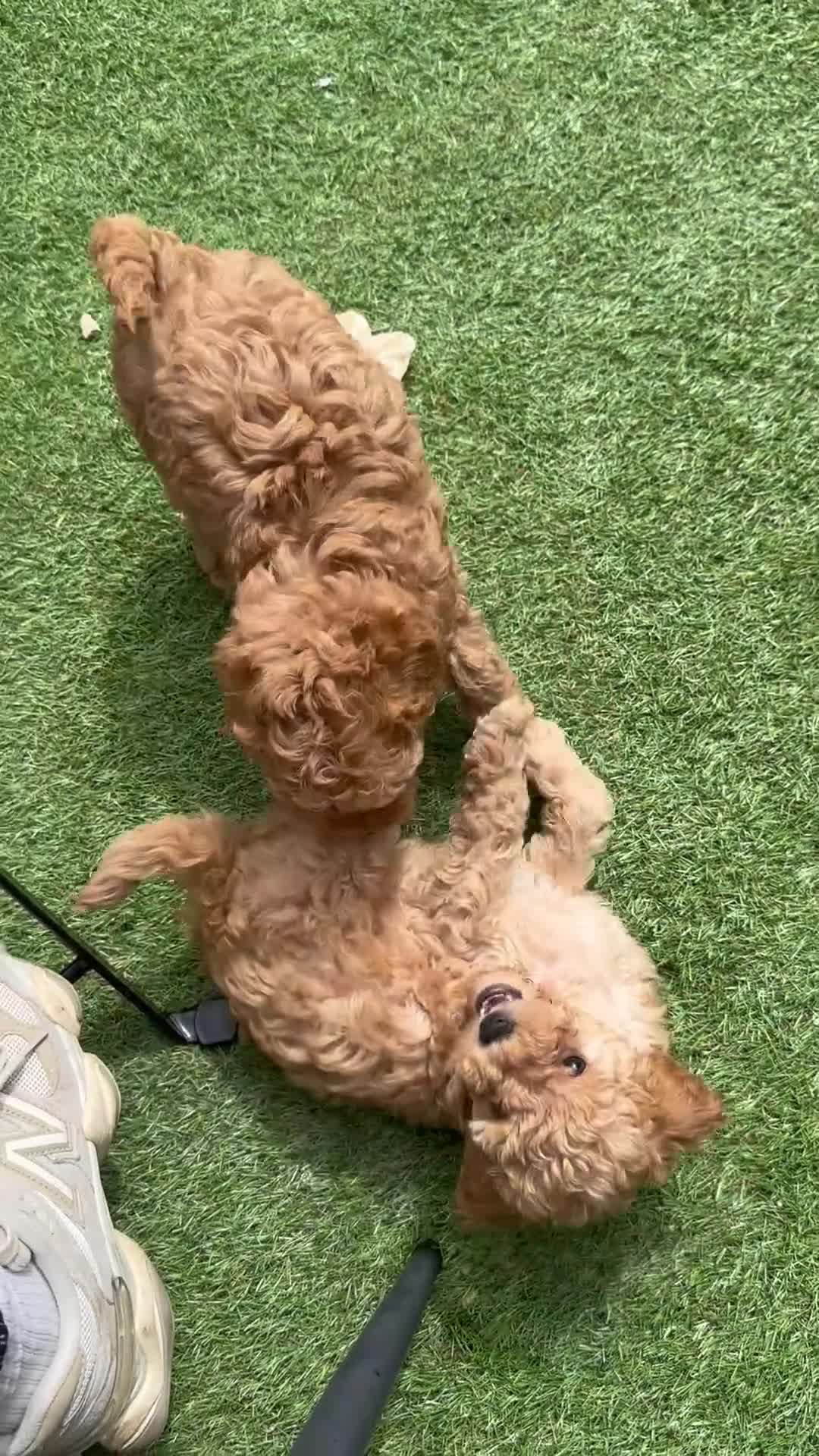 Toy Poodle dogs for sale: Ready now 🏡🐩❤️ 2x gorgeous toy poodle BOYS - Video 1