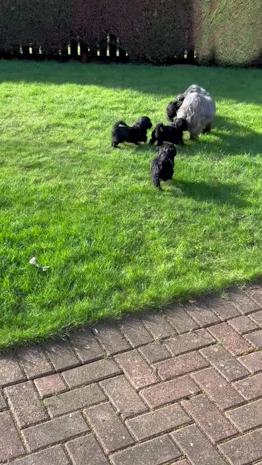 Lhasapoo dogs for sale: NOW SOLD!! LHASAPOO BOY PUPPY - Video 1