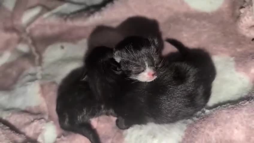 Domestic Shorthair cats for sale: Beautiful Kittens – Ready Soon in Oldham in Oldham - Video 1