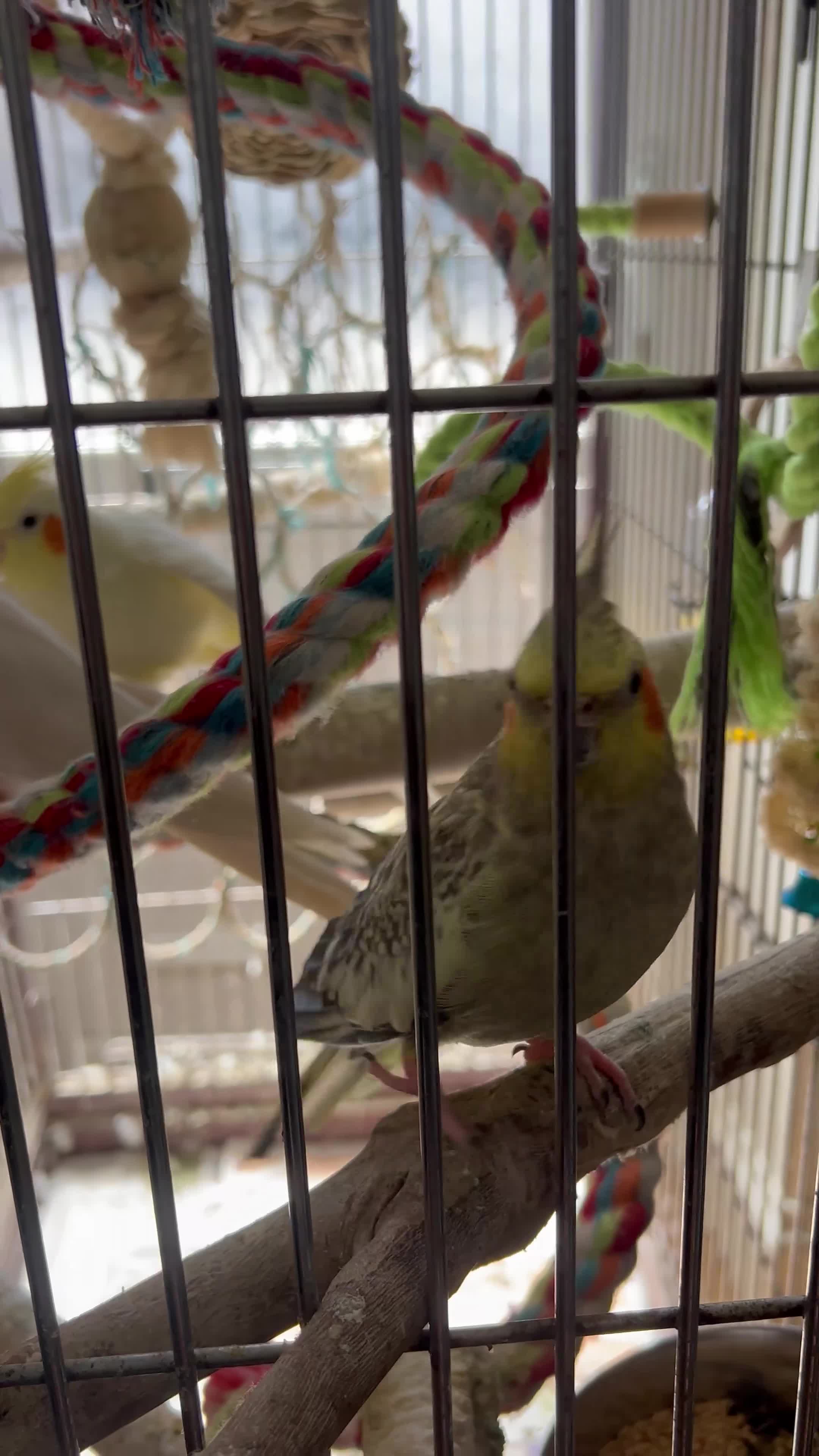 Cockatiels birds for sale: Cockatiels  - Video 1