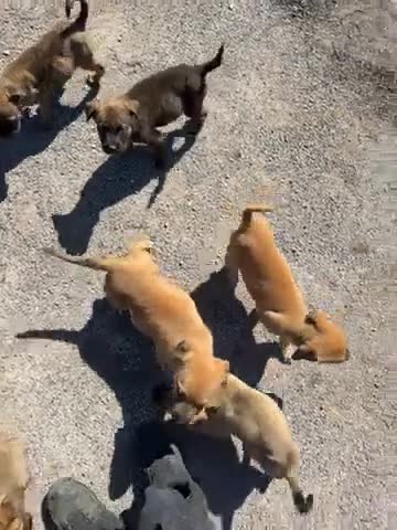 Mixed Breed dogs for sale: Mastiff X Herder Pups (x8) 3 male - 5 female  - Video 1