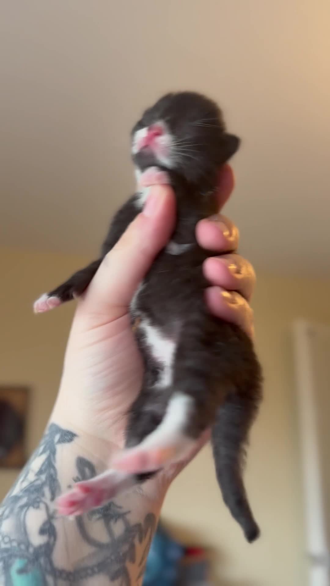 Domestic Shorthair cats for sale: 4 Stunning Baby Kittens – Ready to reserve  - Video 2