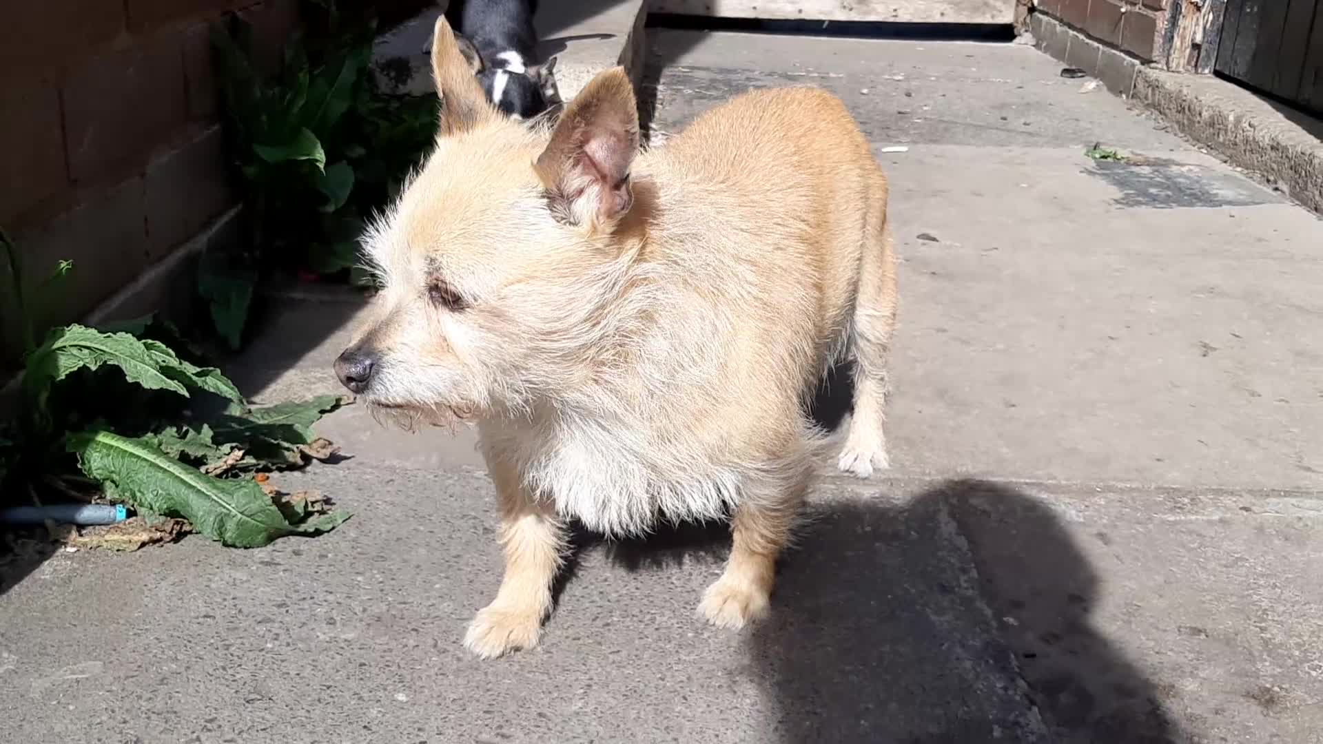 Chihuahua dogs for sale: Missy, pedigree tri black chihuahua girl. - Video 1