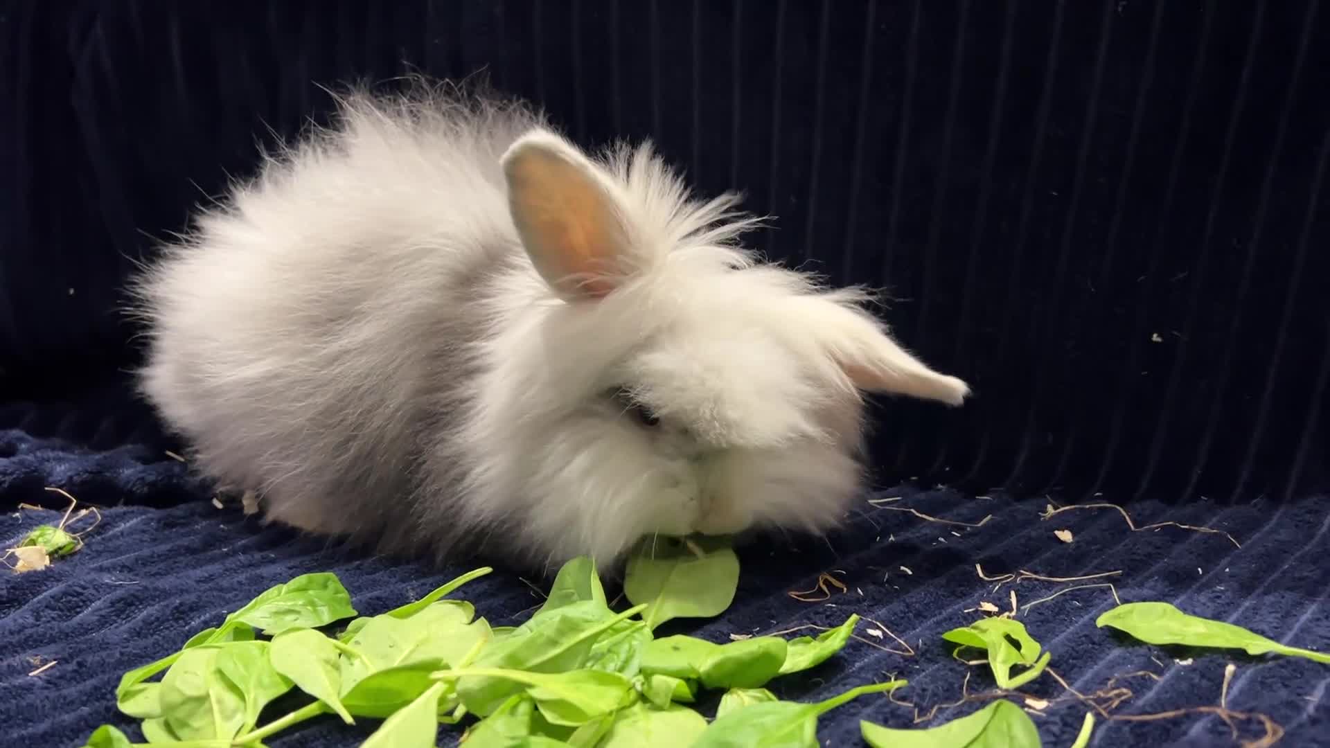 Mini Lion Lop rabbits for sale: Super cute mini lop x lionhead rabbits - Video 1