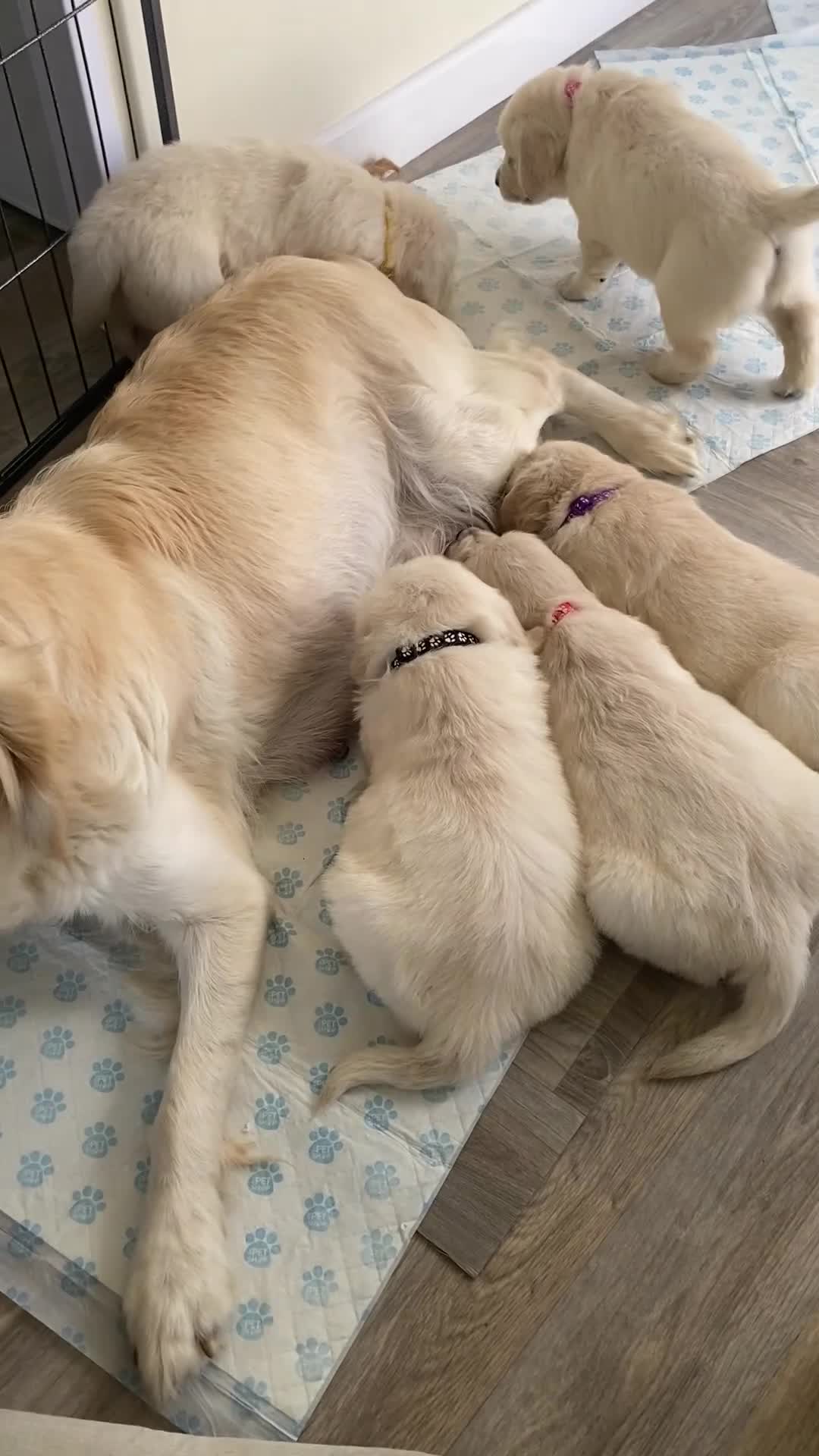 Golden Retriever dogs for sale: KC-DNA Chunky fluffy goldies.  - Video 3