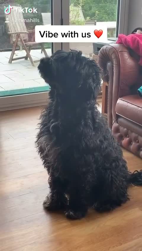 Portuguese Water Dog dogs for sale: Pure Unique Portuguese Water  Dogs  in Redruth - Video 1