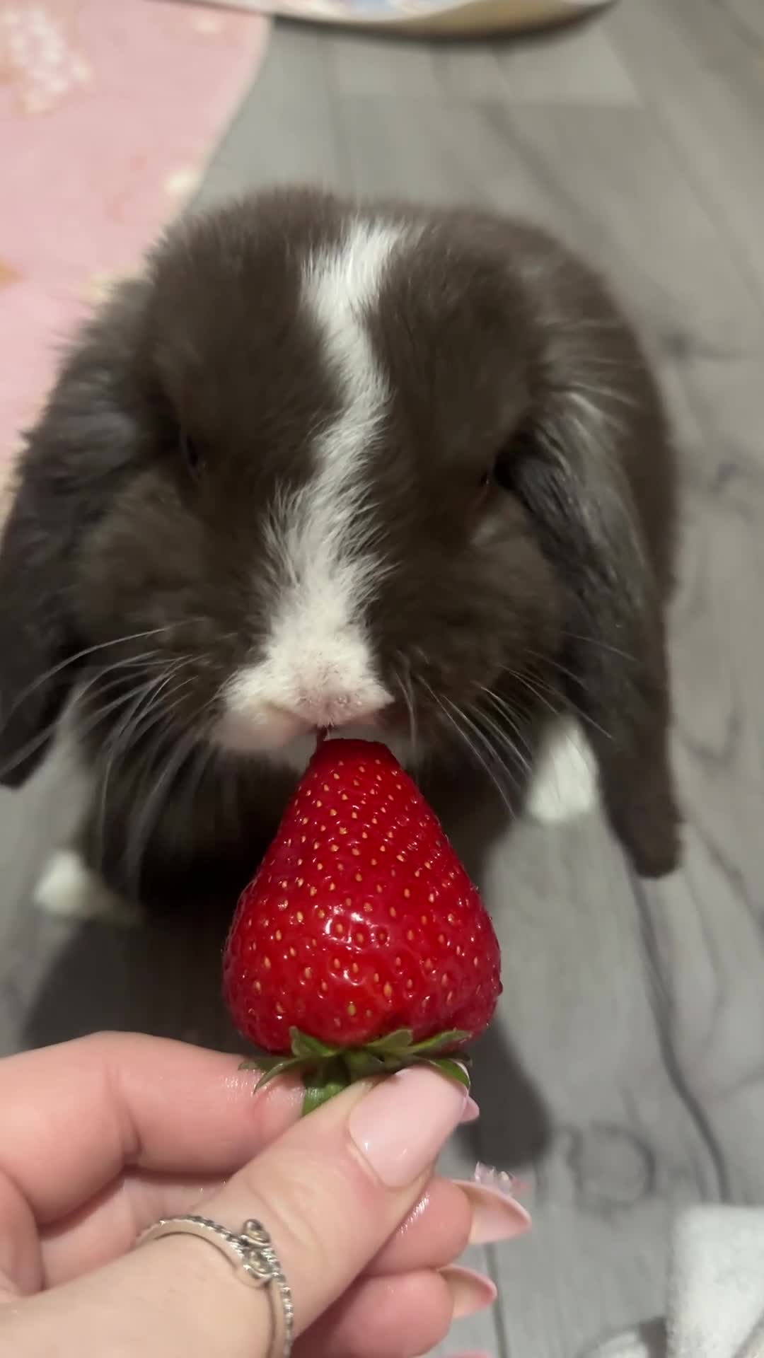 Mini Lop rabbits for sale: Chocolate blue eyed mini lop boy  - Video 1
