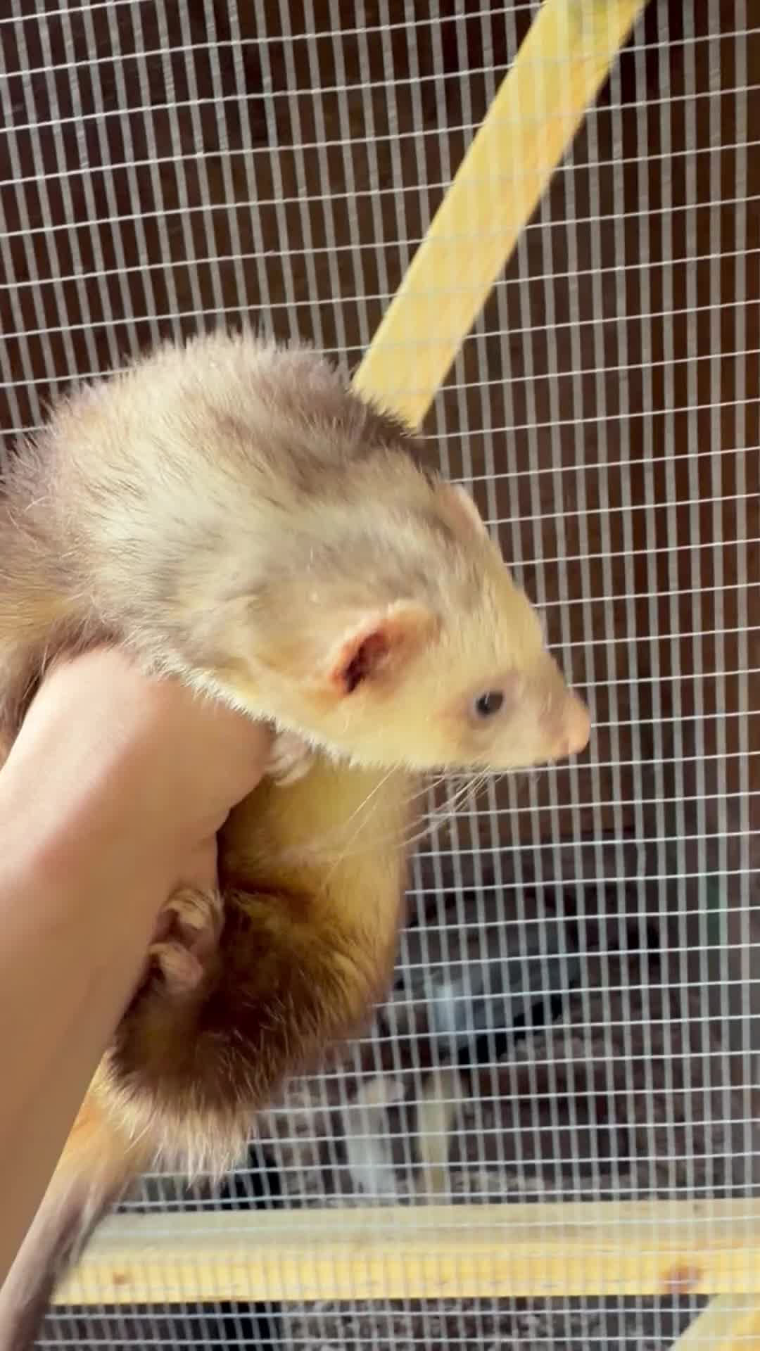 Ferret rodents for sale: Half micro ferret to greyhound type  - Video 1
