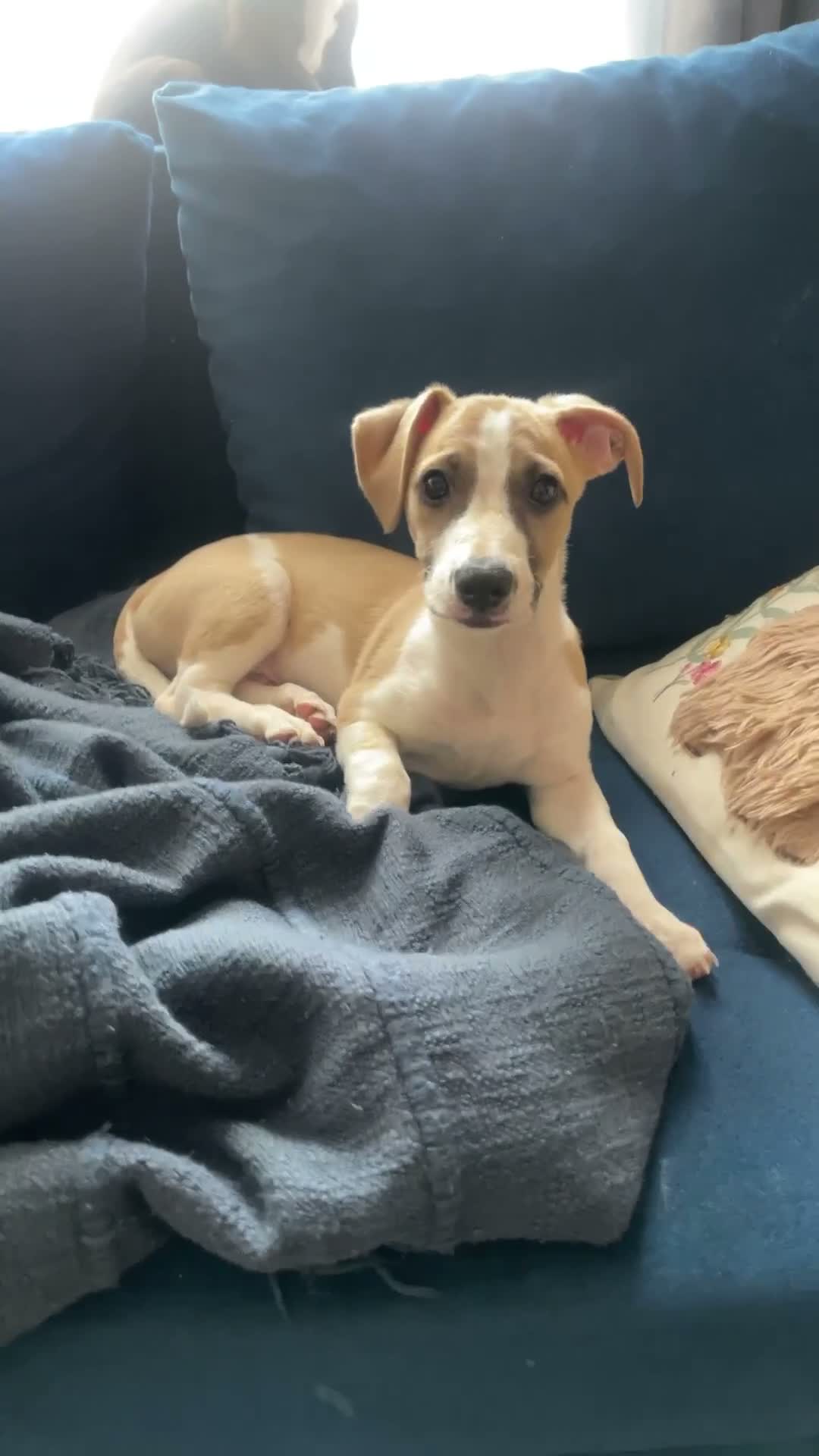 Mixed Breed dogs for sale: Lovely boy in Maidstone - Video 1