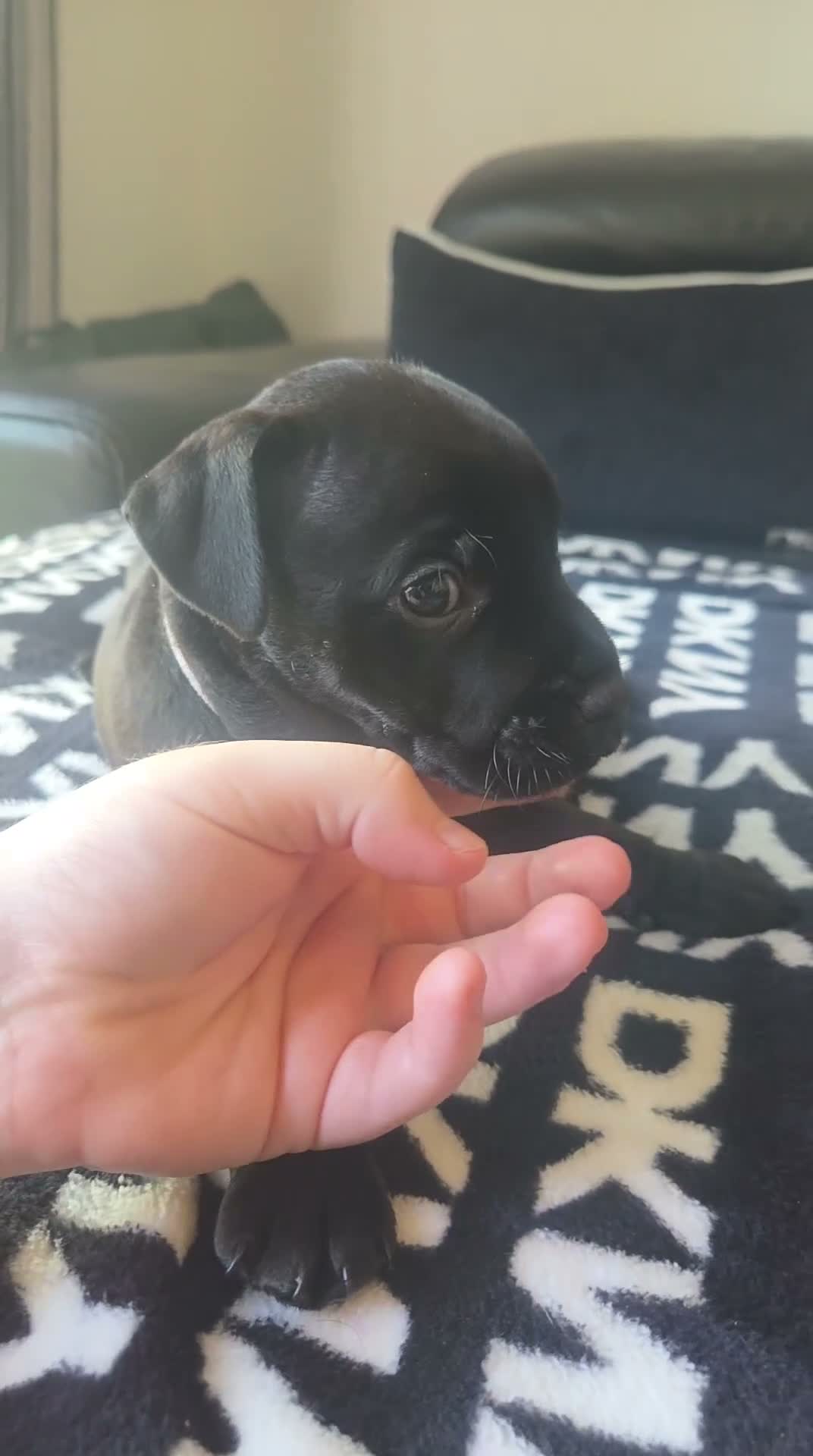 Patterdale Terrier dogs for sale: Patterdale Terrier Puppies - Video 1