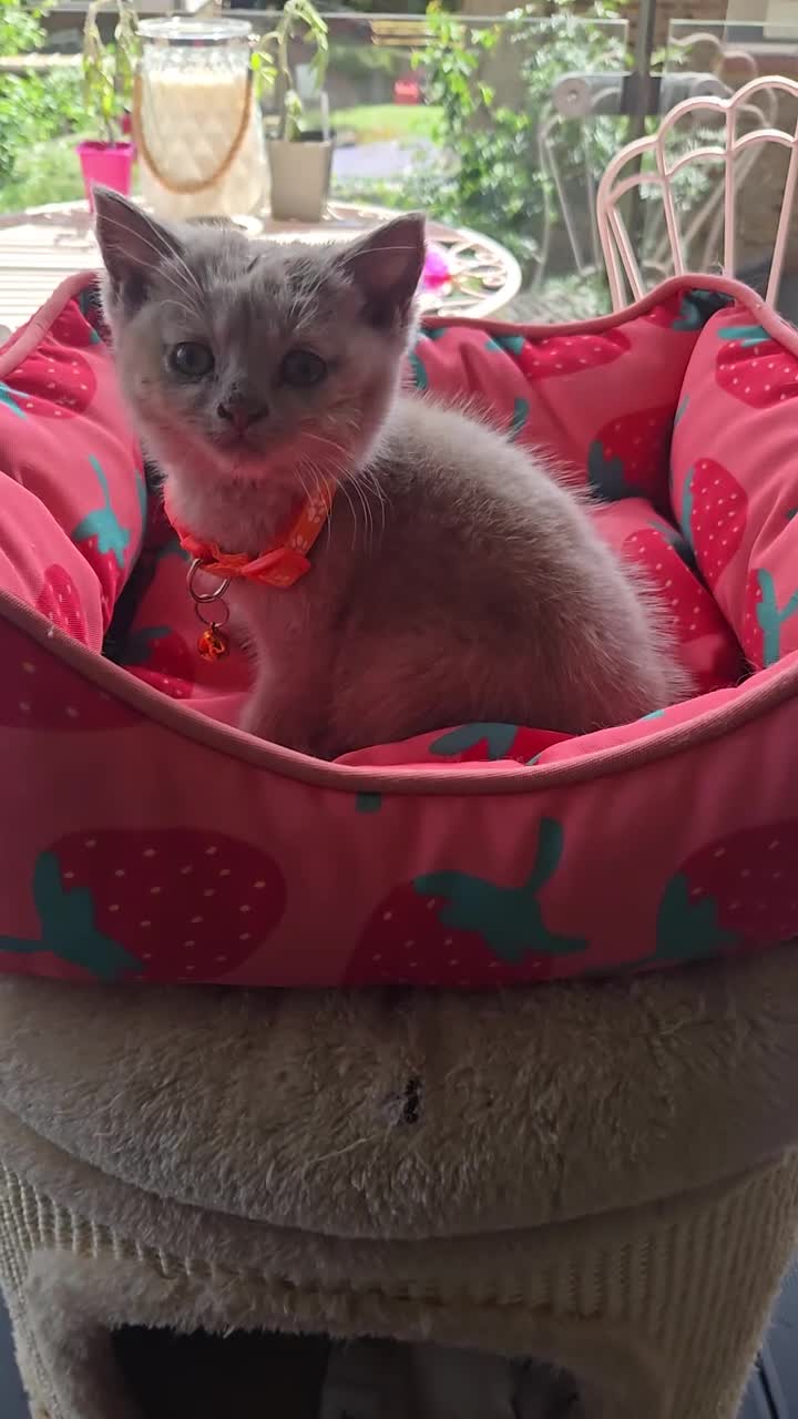 British Shorthair cats for sale: RARE! British Shorthair Kittens Cinnamon & Fawn in London - Video 1