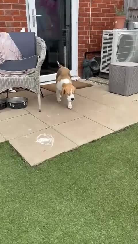 Beagle dogs for sale: loving Girl Beagle looking for 5 Star Home - Video 1