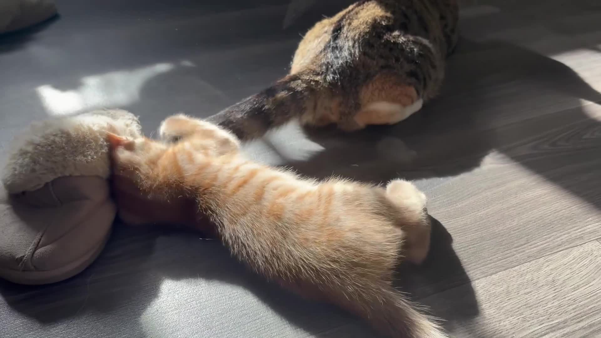 Mixed Breed cats for sale: Adorable kittens 🐈‍⬛ for sale. - Video 3