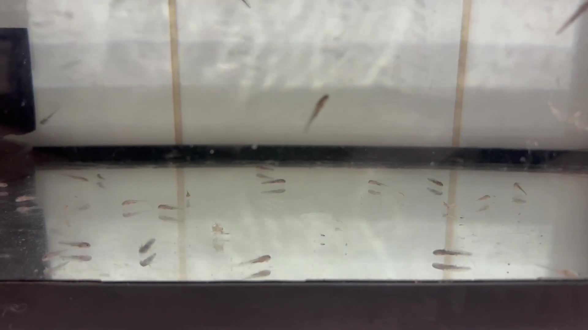 Other/Mixed Breed fish for sale: Baby Axolotls in Chipping Norton - Video 1