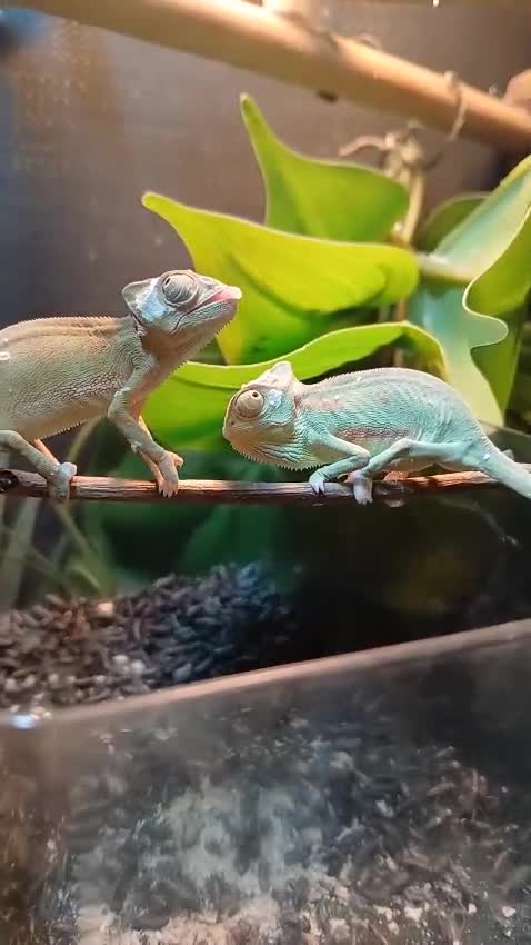 Chameleon reptiles for sale: Baby chameleons in Liverpool - Video 1
