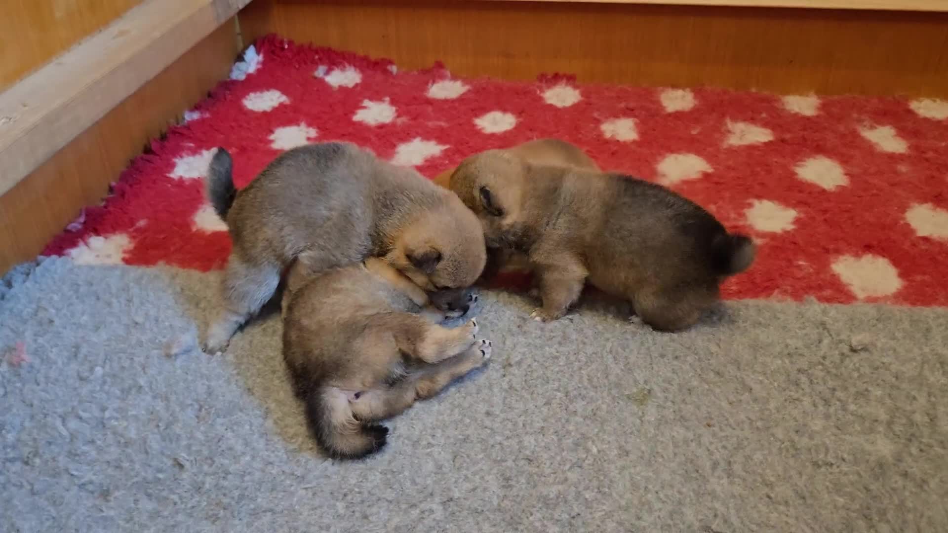 Japanese Shiba Inu dogs for sale: 4 Stunning sesame shibas pups ❤️ - Video 1