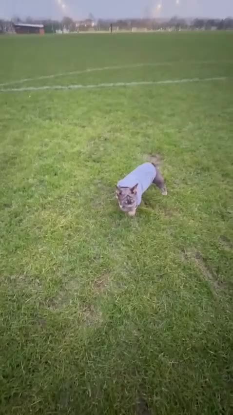 French Bulldog dogs for sale: Rocky french bulldog - Video 1