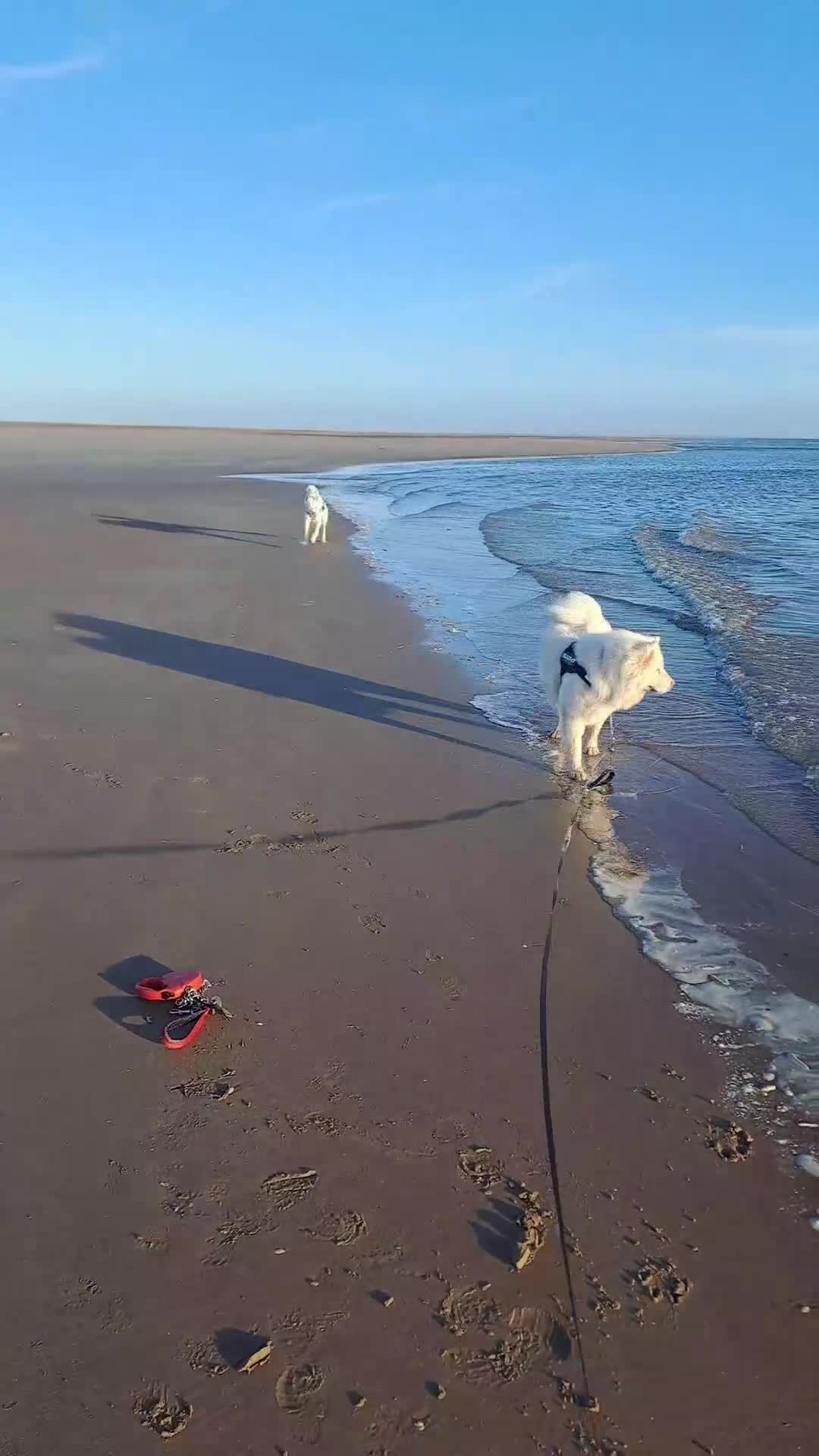 Huskita dogs for sale: 2 year old male 1st generation huskita.  - Video 1