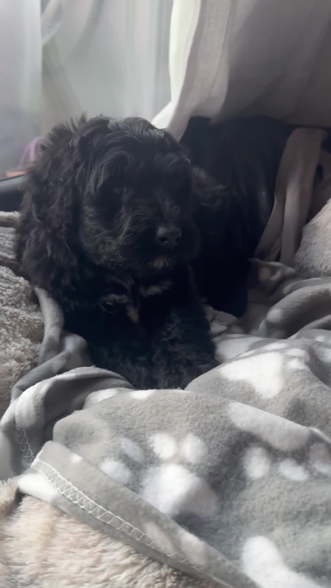Bernedoodle dogs for sale: 🐾🐶 Stunning chunky bernedoodle babies 🐶🐾 - Video 1