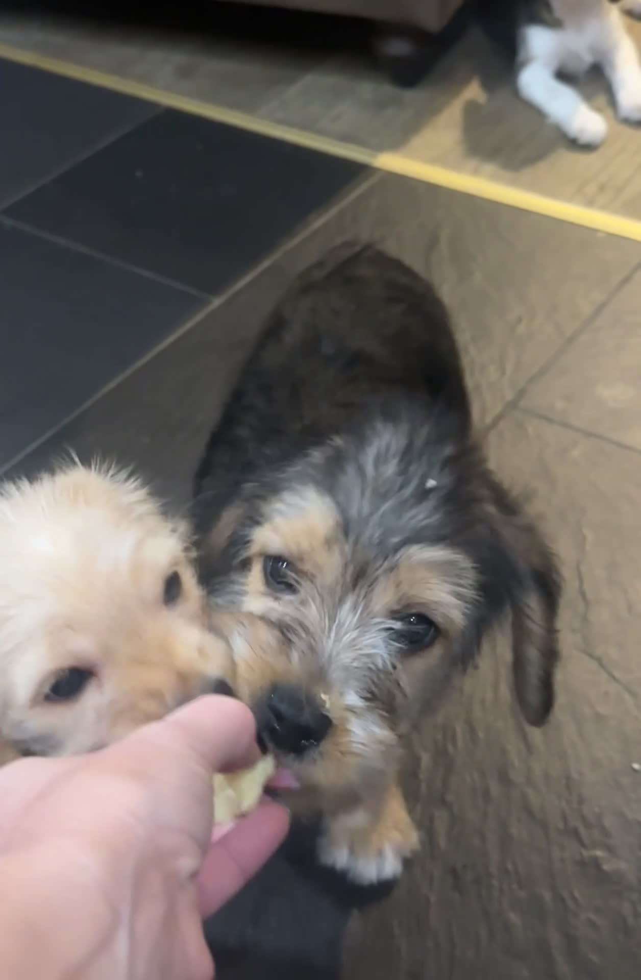 Mixed Breed dogs for sale: Beautiful Beagle X Cavapoo Puppies.  - Video 2